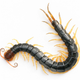 Ejemplar de ciempiés de cabeza roja (Scolopendra subspinipes mutilans). Foto: Wikipedia